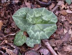 Слика од Cyclamen hederifolium Aiton