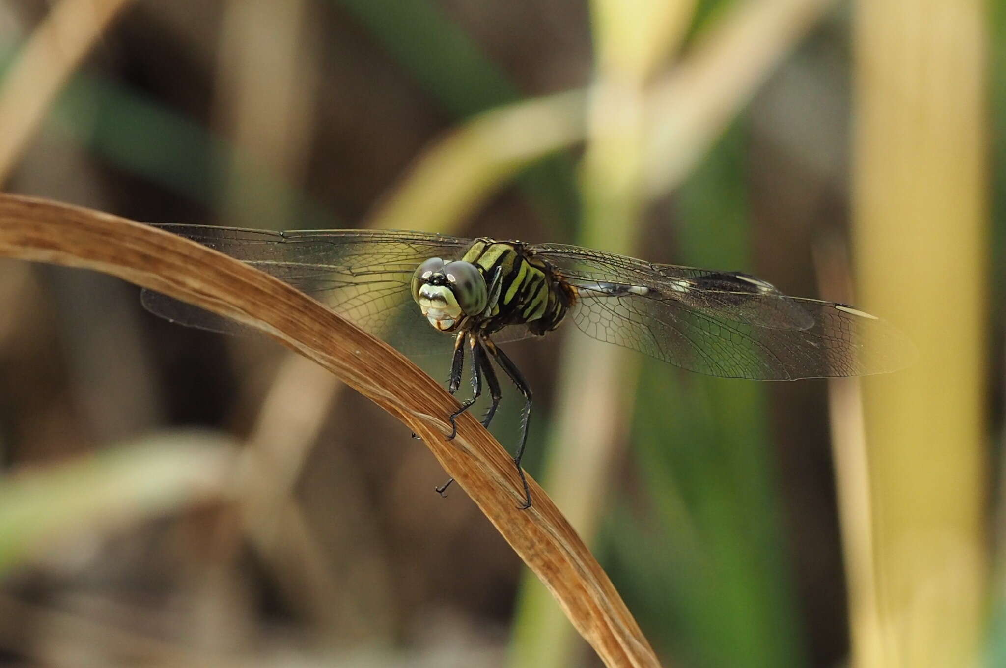 Image of Slender Skimmer