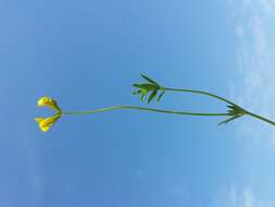 Image of Narrow-leaved Bird's-foot-trefoil