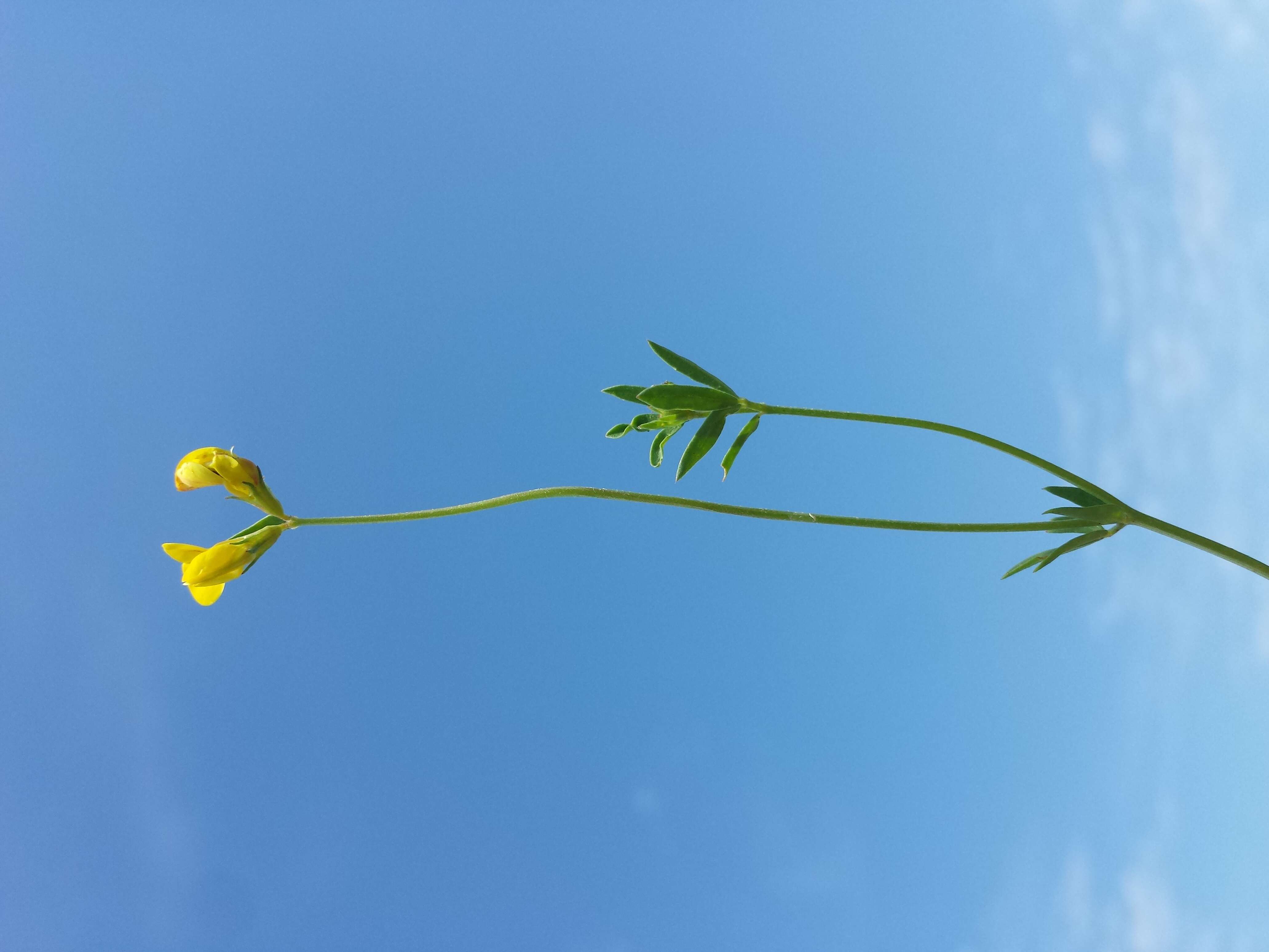 Image of Narrow-leaved Bird's-foot-trefoil