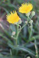 Plancia ëd Sonchus arvensis L.