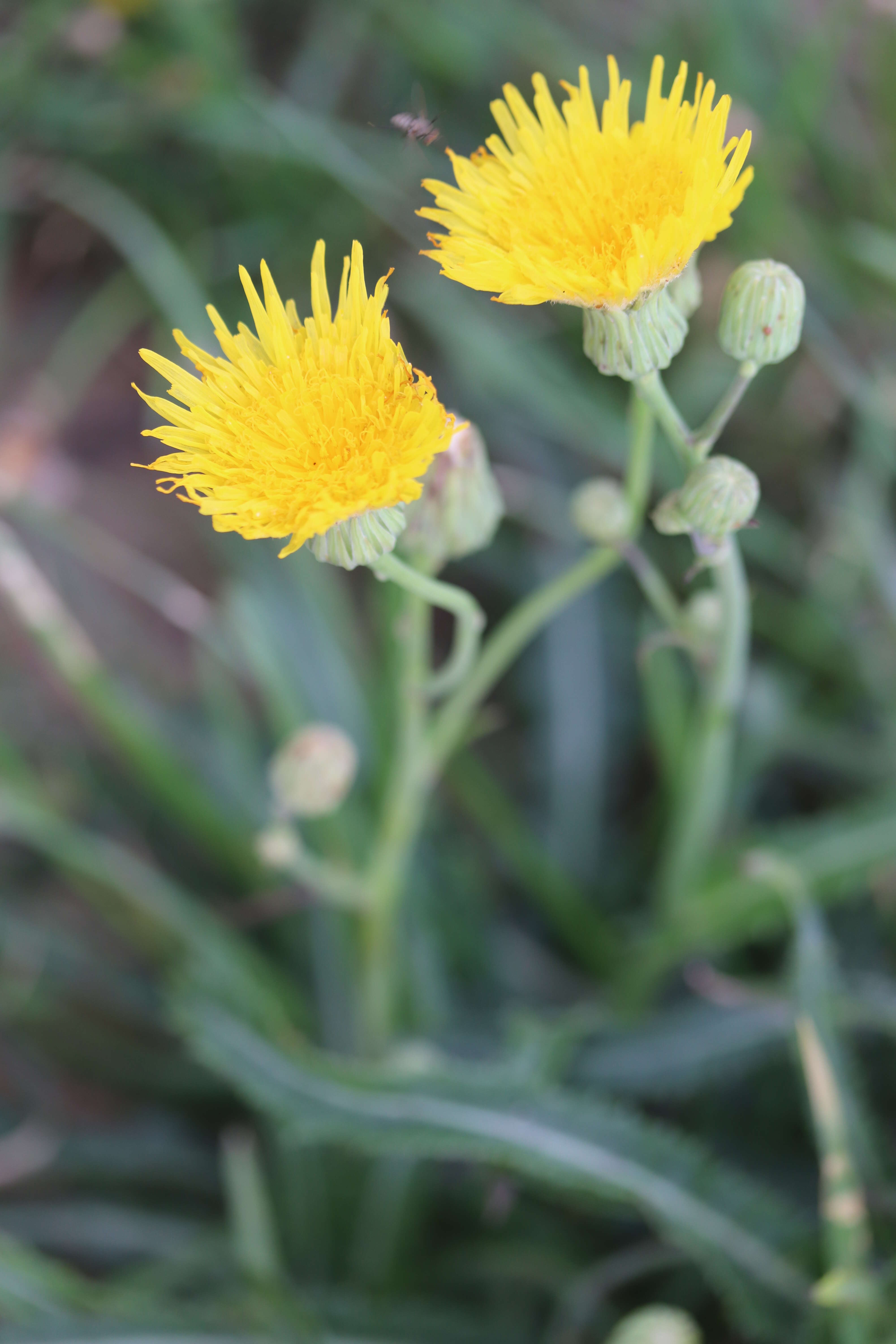 Plancia ëd Sonchus arvensis L.