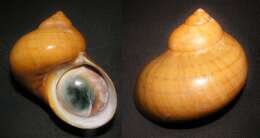 Image of cat's-eye shell