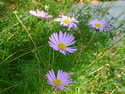 Image of Brachyscome iberidifolia Benth.