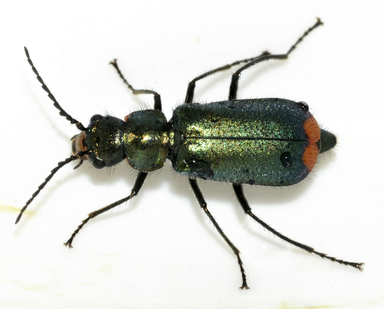 Слика од Malachius bipustulatus