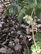 Image of mayapple