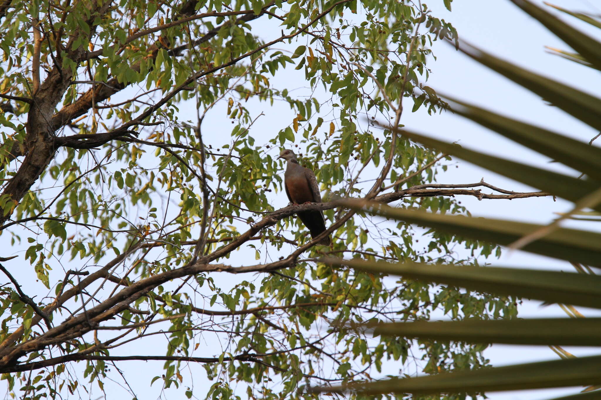 Image of Adamawa Turtle Dove