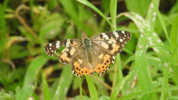 Image of Vanessa cardui