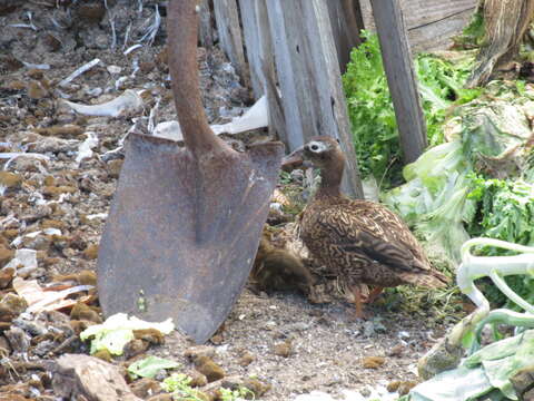 Image of Laysan Duck