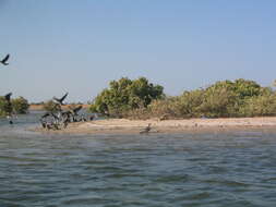 Image of White-breasted Cormorant