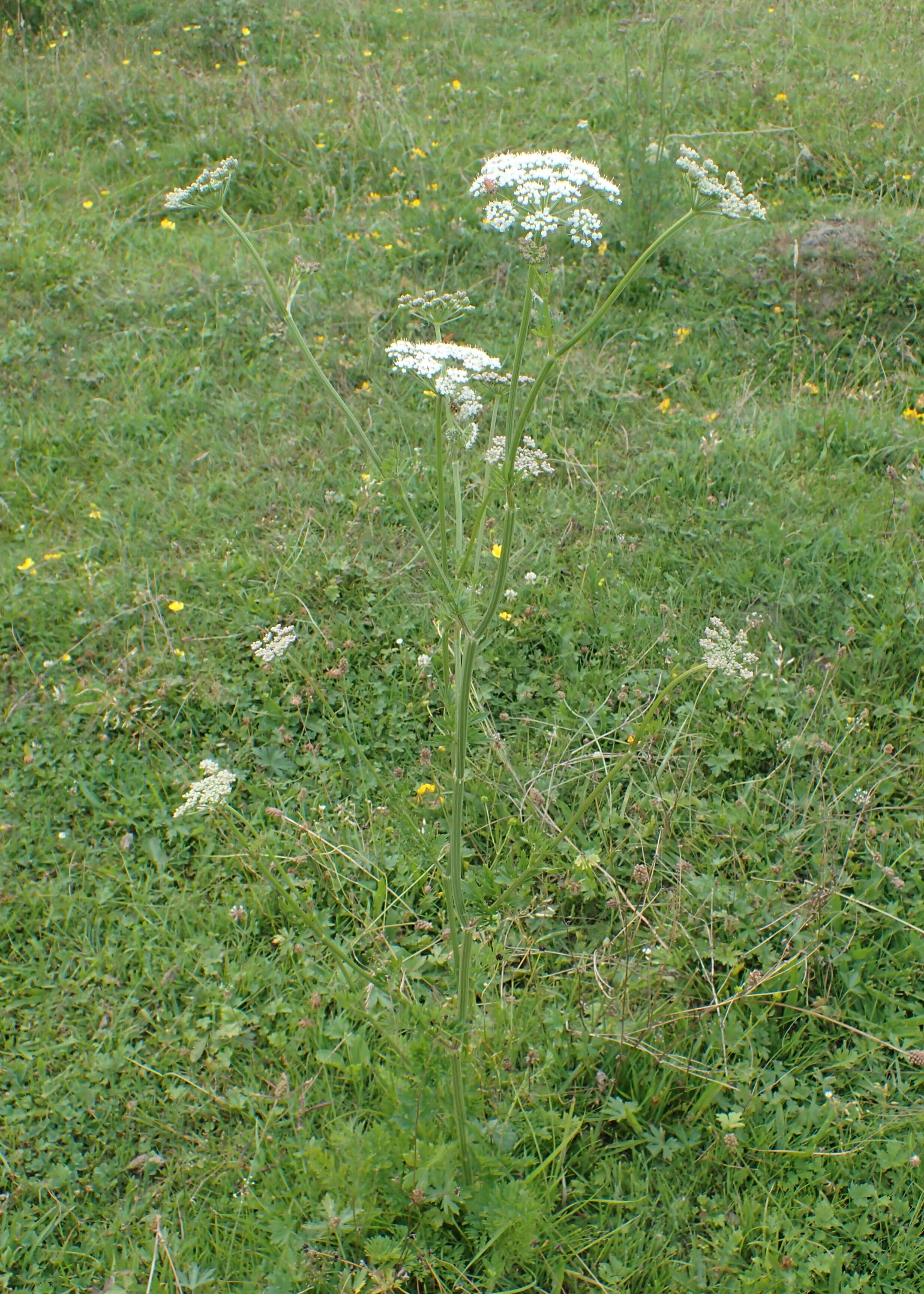 Image of little-leaf angelica