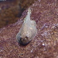 Image of Chinese Butterfly Loach