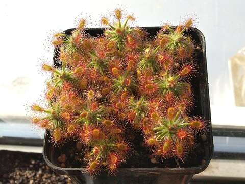 Image of Drosera dichrosepala Turcz.