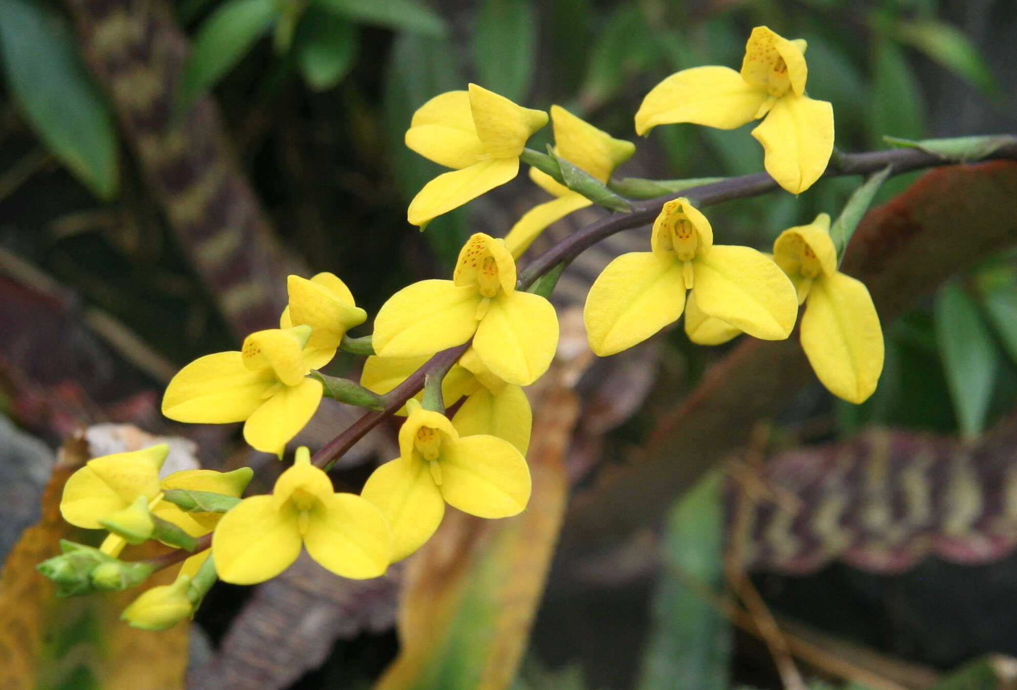 Image of Disa aurata (Bolus) L. T. Parker & Koop.