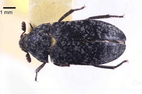 Dermestes murinus resmi