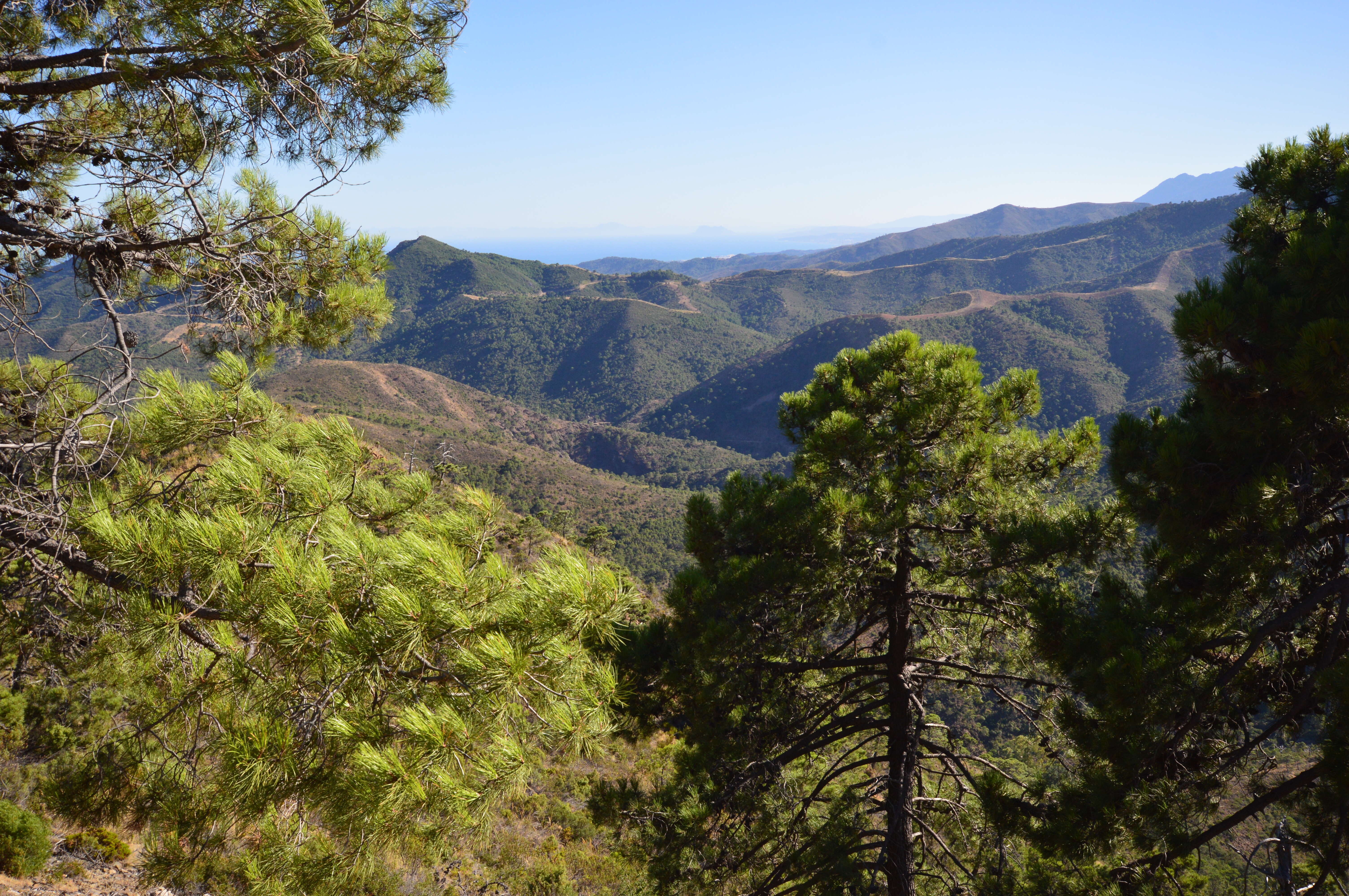 Image of Maritime Pine