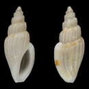 Image of Mangelia androyensis Bozzetti 2009