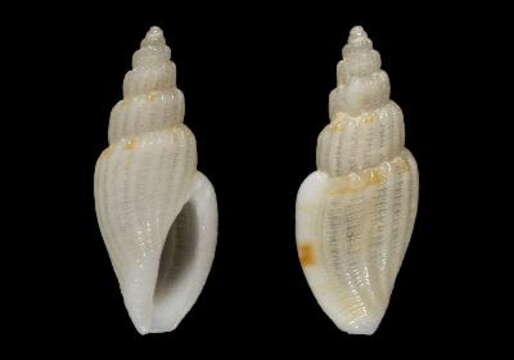 Image of Mangelia androyensis Bozzetti 2009