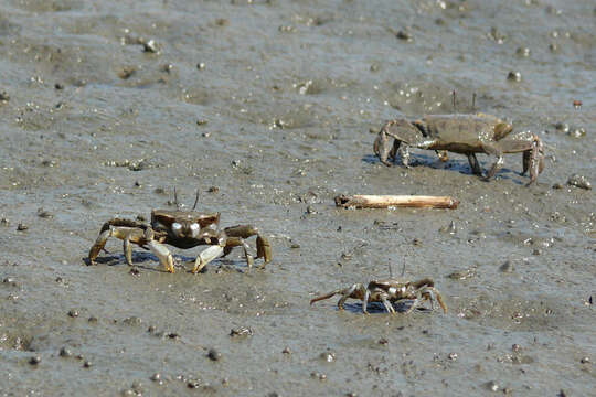 Imagem de Macrophthalmidae Dana 1851