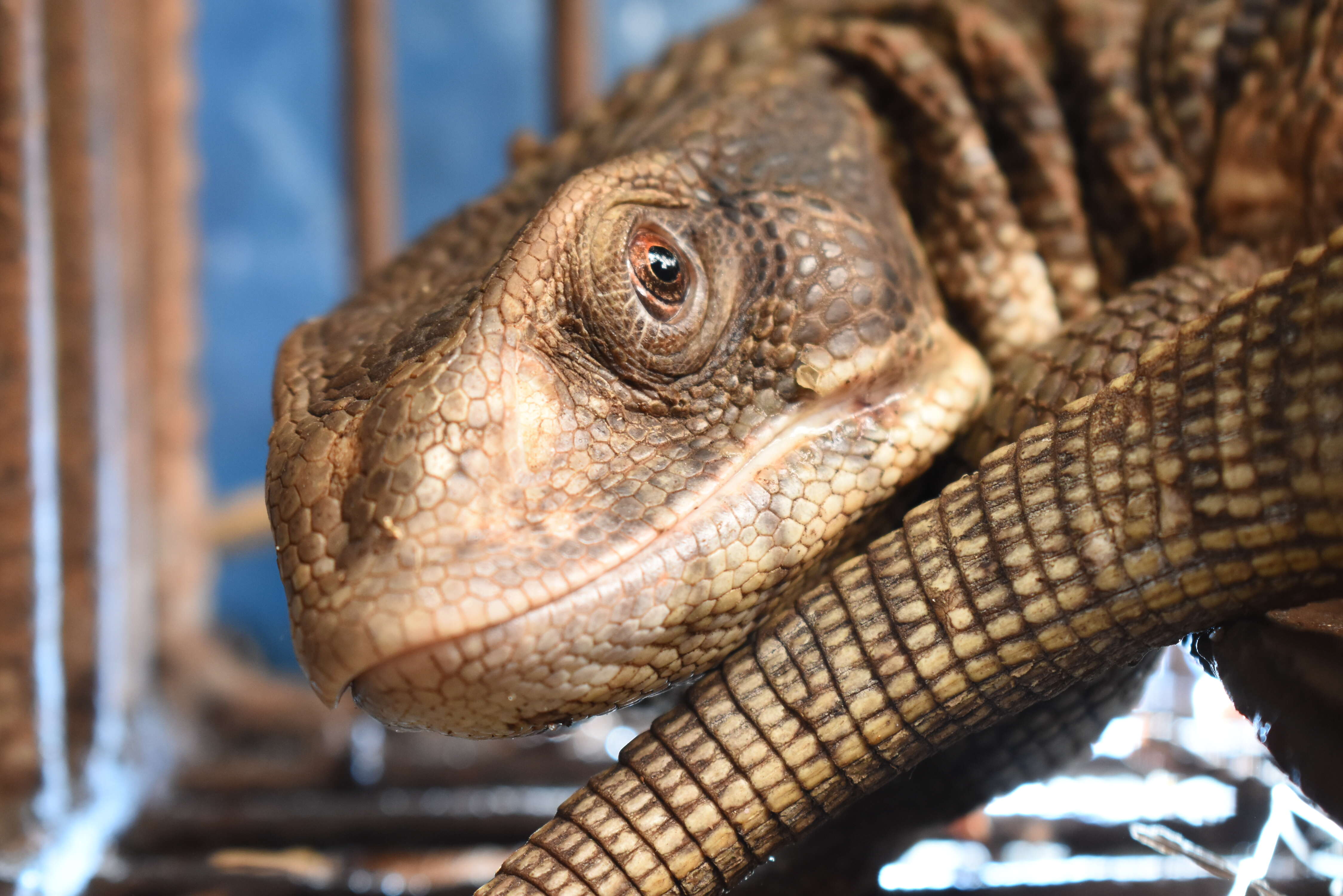 Image of Savannah Monitor