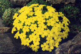 Image of Dionysia aretioides (Lehm.) Boiss.