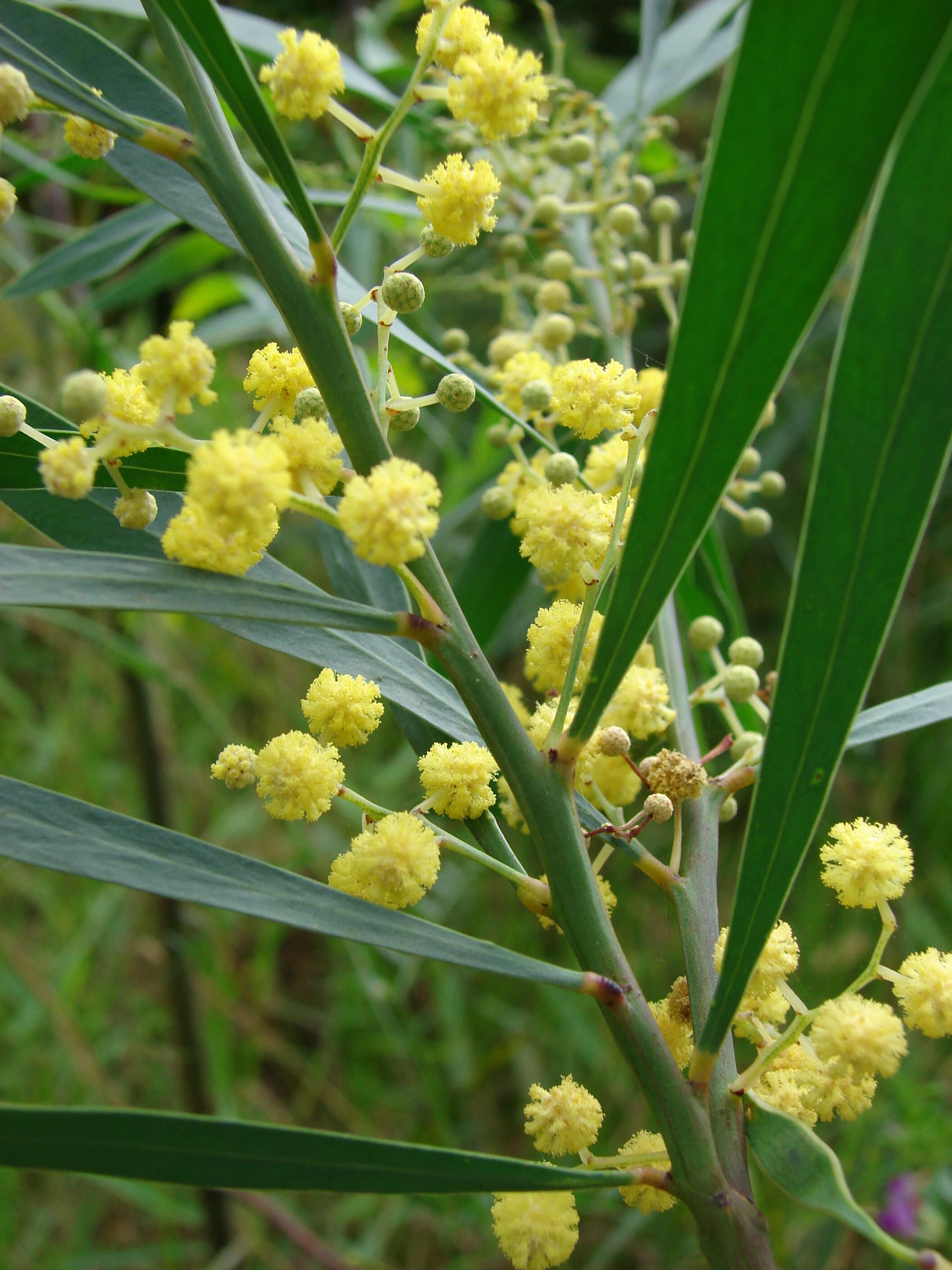 Image of water wattle