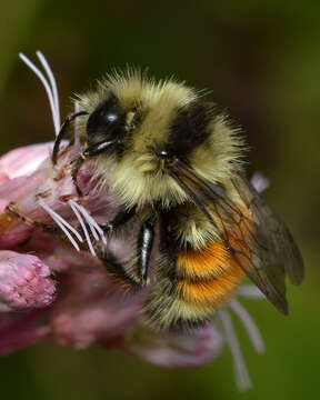 Image of Tricolored Bumble Bee