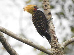 Image of Blond-crested Woodpecker