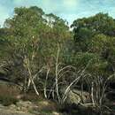 Image de Eucalyptus mitchelli Cambage