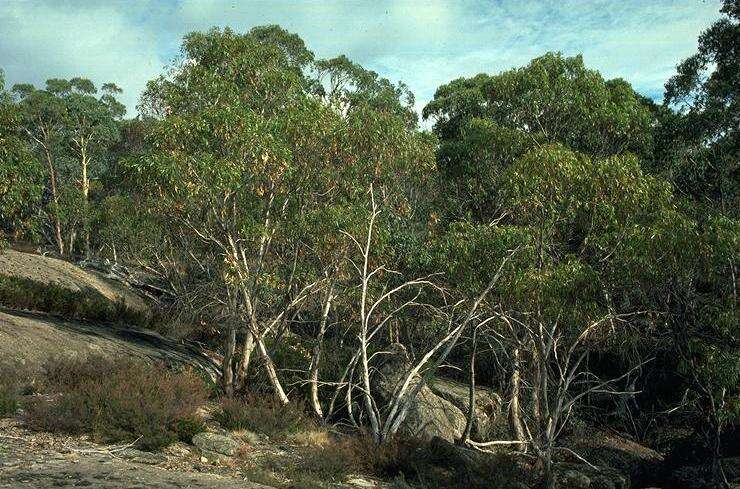 Image of Eucalyptus mitchelli Cambage