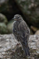 Anthus petrosus (Montagu 1798) resmi