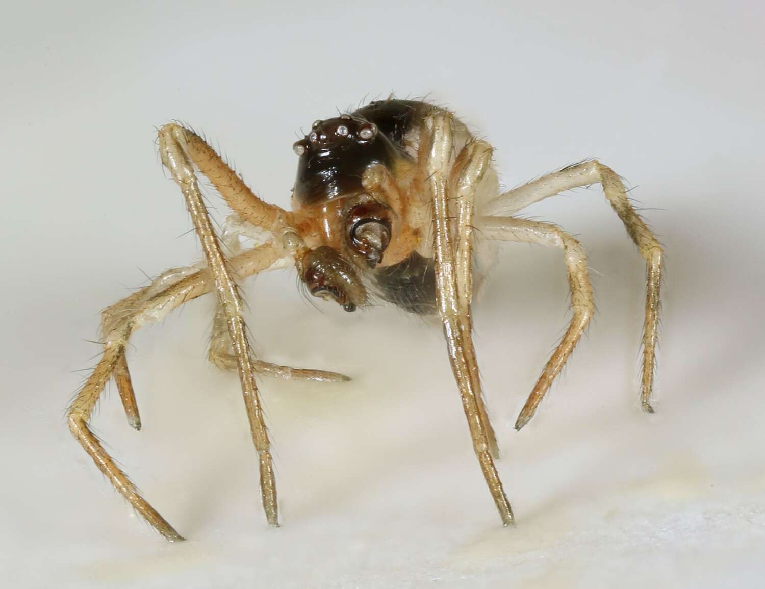 Image of Paidiscura