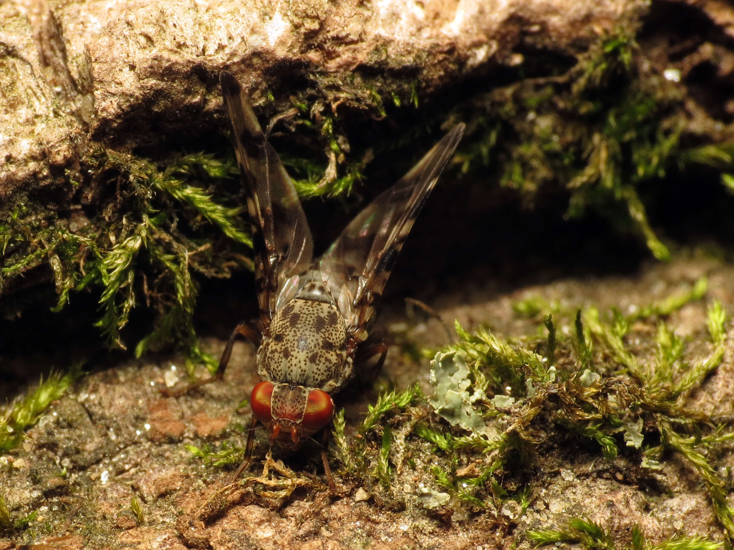 Plancia ëd Pseudotephritis approximata Banks 1914