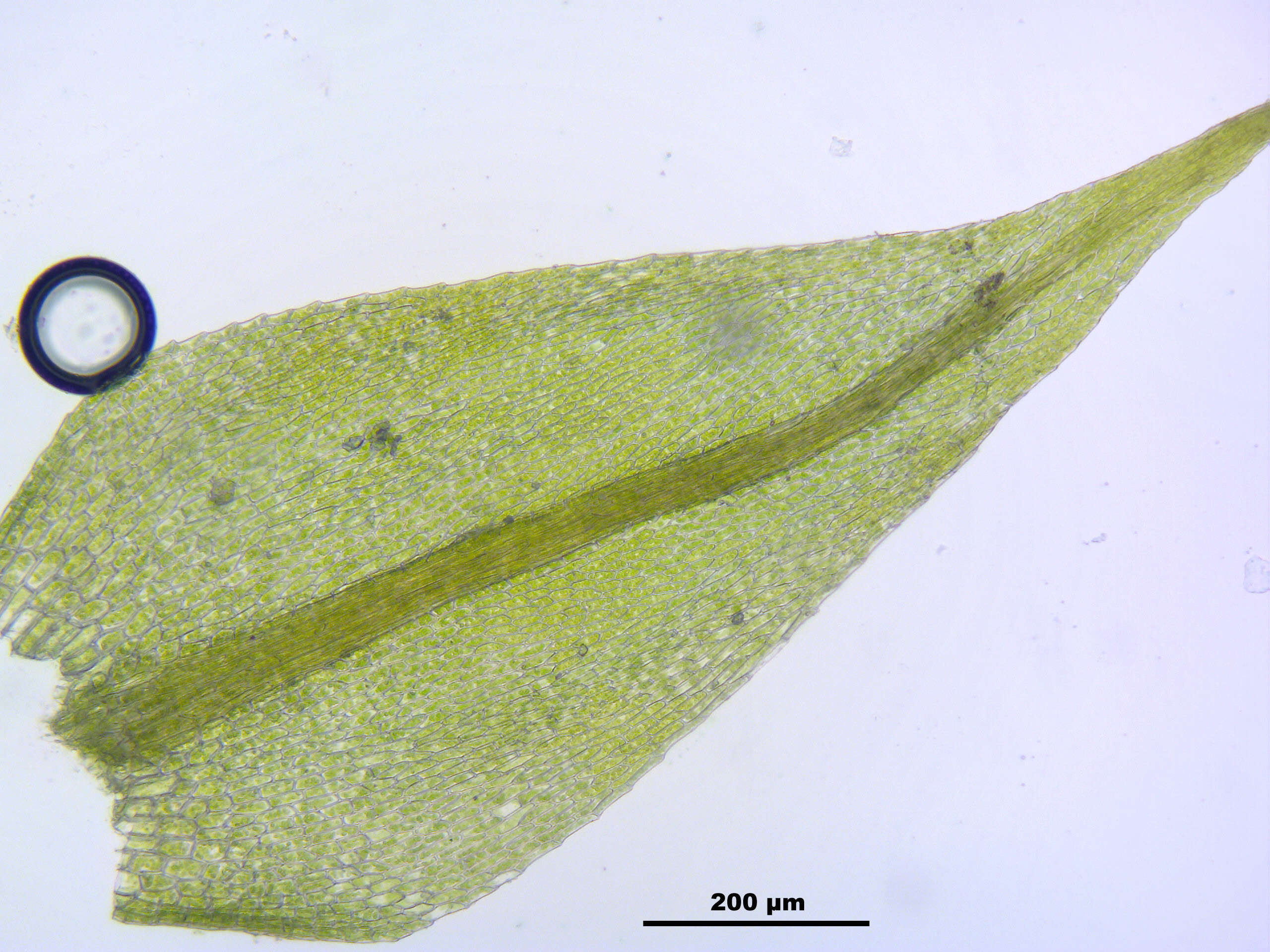 Image of hygroamblystegium moss