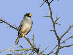 Image of Little Inca Finch