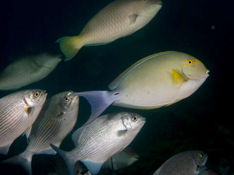 Image of Brassy chub