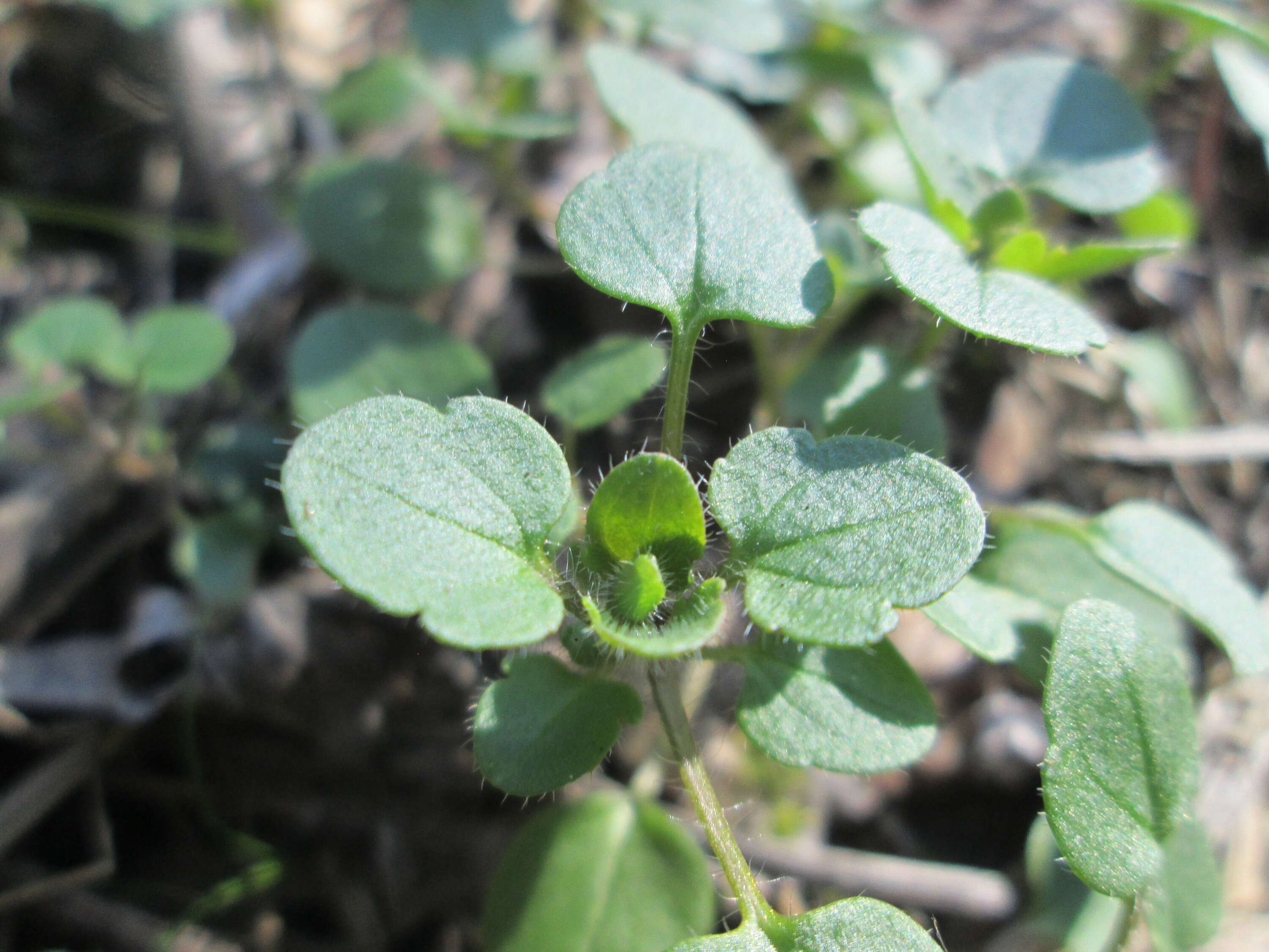 Image of ivy-leaved speedwell