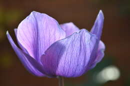 Imagem de Anemone coronaria L.