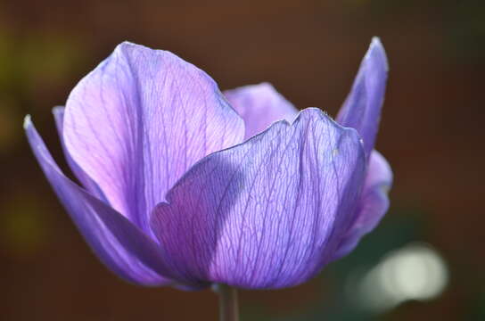 Imagem de Anemone coronaria L.