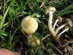 Image of Pholiota gummosa (Lasch) Singer 1951