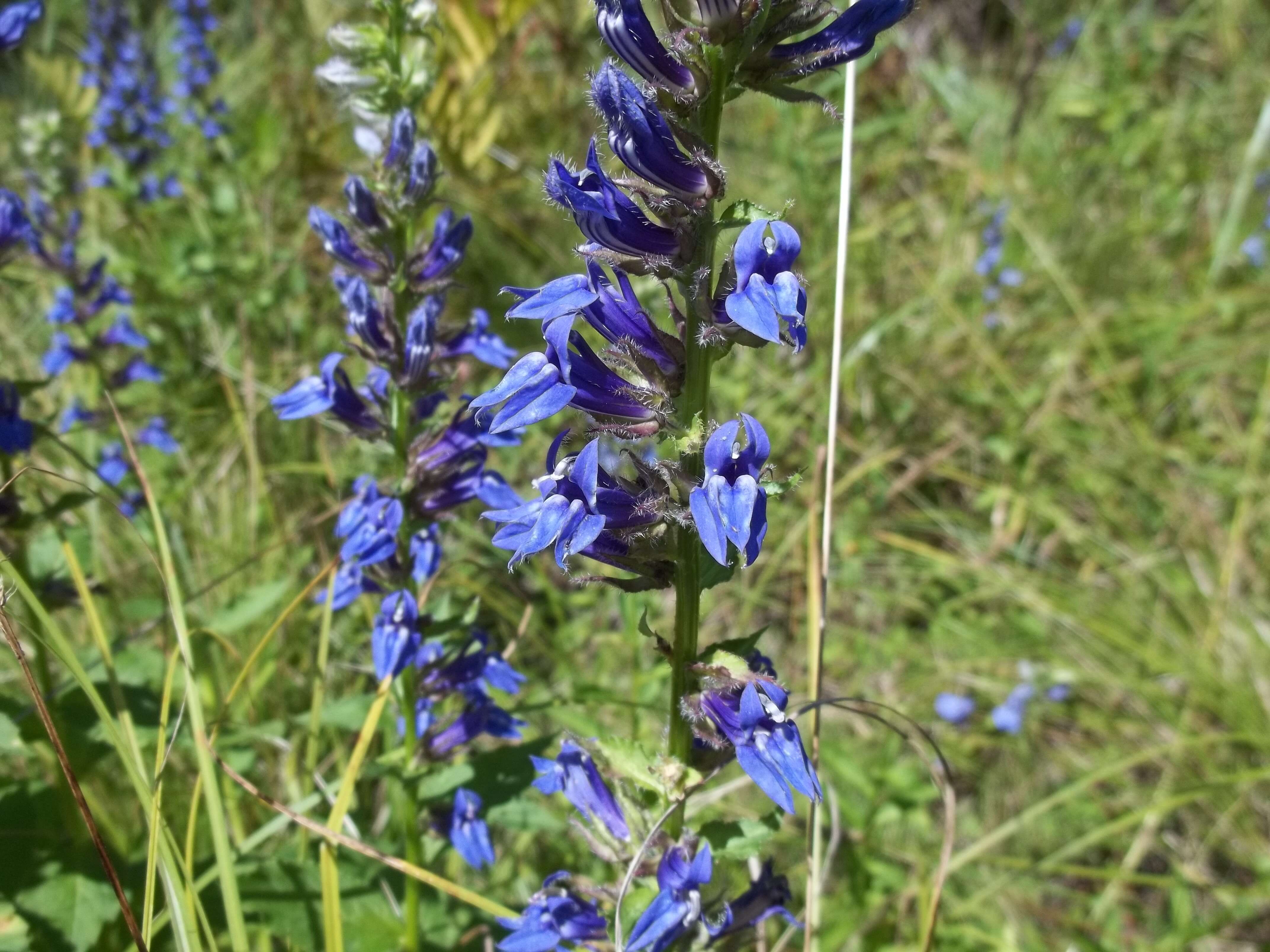 Слика од Lobelia siphilitica L.