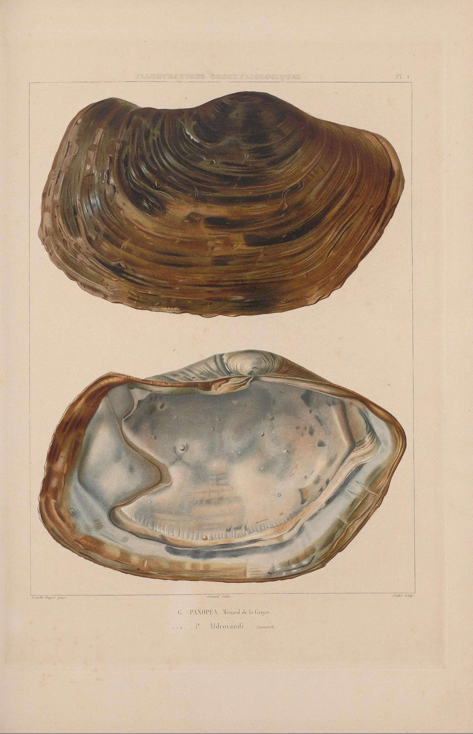 Image of Panopea glycimeris (Born 1778)