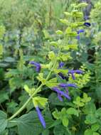 Image of Salvia mexicana L.