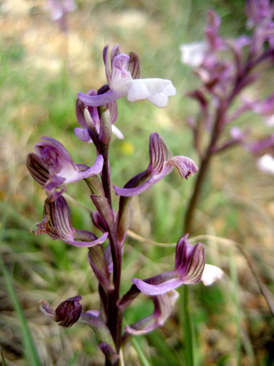 Anacamptis morio subsp. syriaca (E. G. Camus) H. Kretzschmar, Eccarius & H. Dietr.的圖片