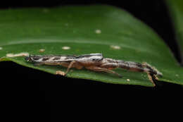 Image of Pike Slender Jumper