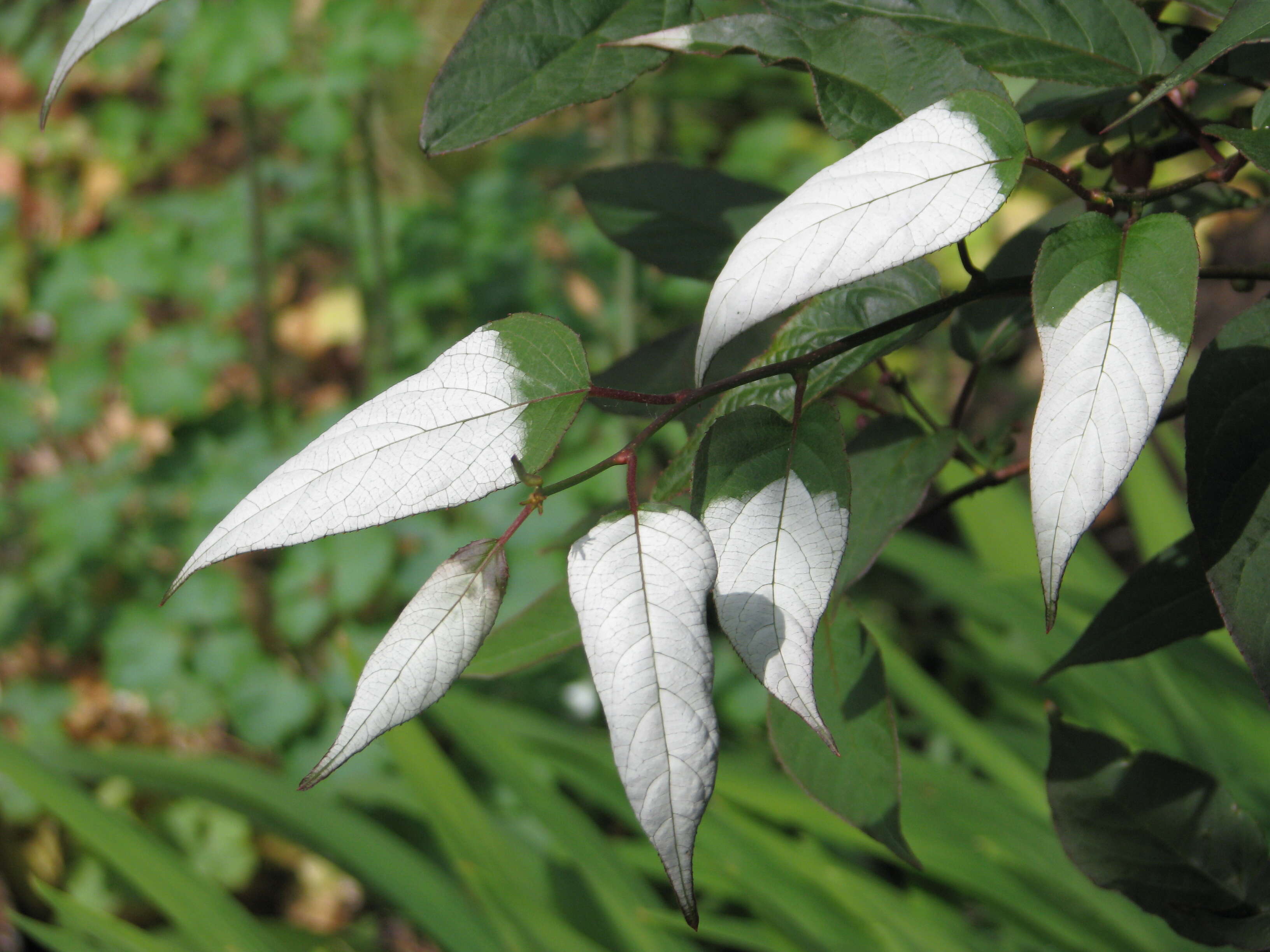 Image of Actinidia tetramera Maxim.