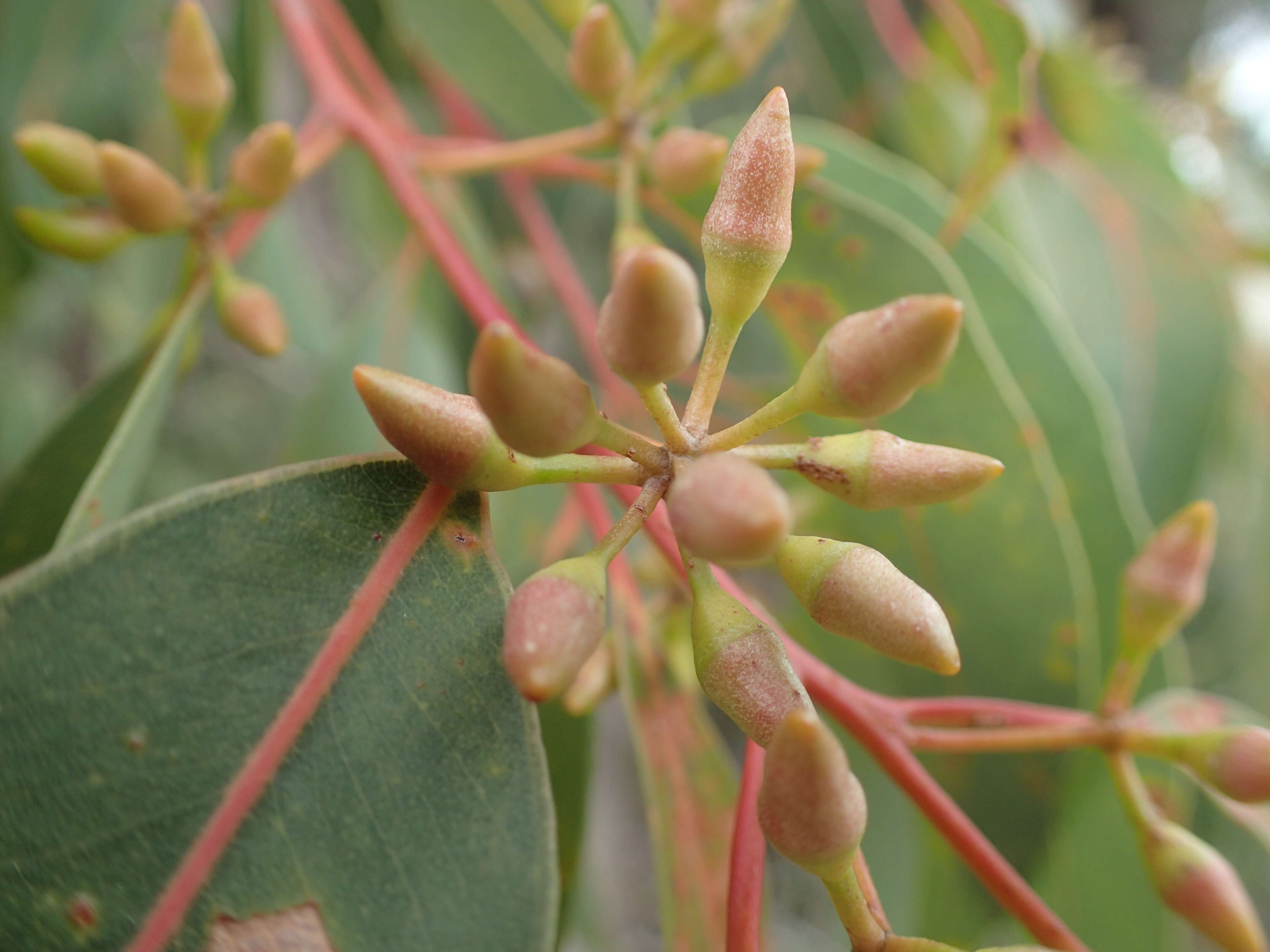 Image of Eucalyptus staeri Maiden ex Kessell & C. A. Gardner