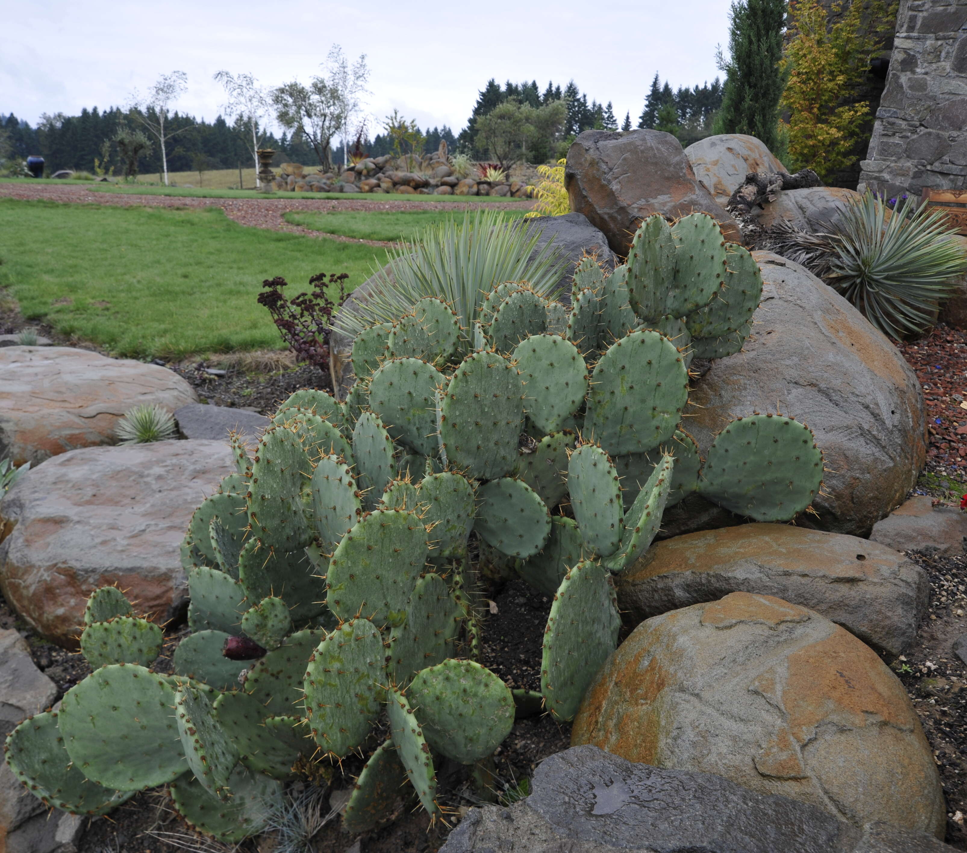 Image of Brownspine Pricklypear