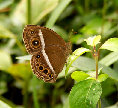 Imagem de Mycalesis mineus Linnaeus 1858