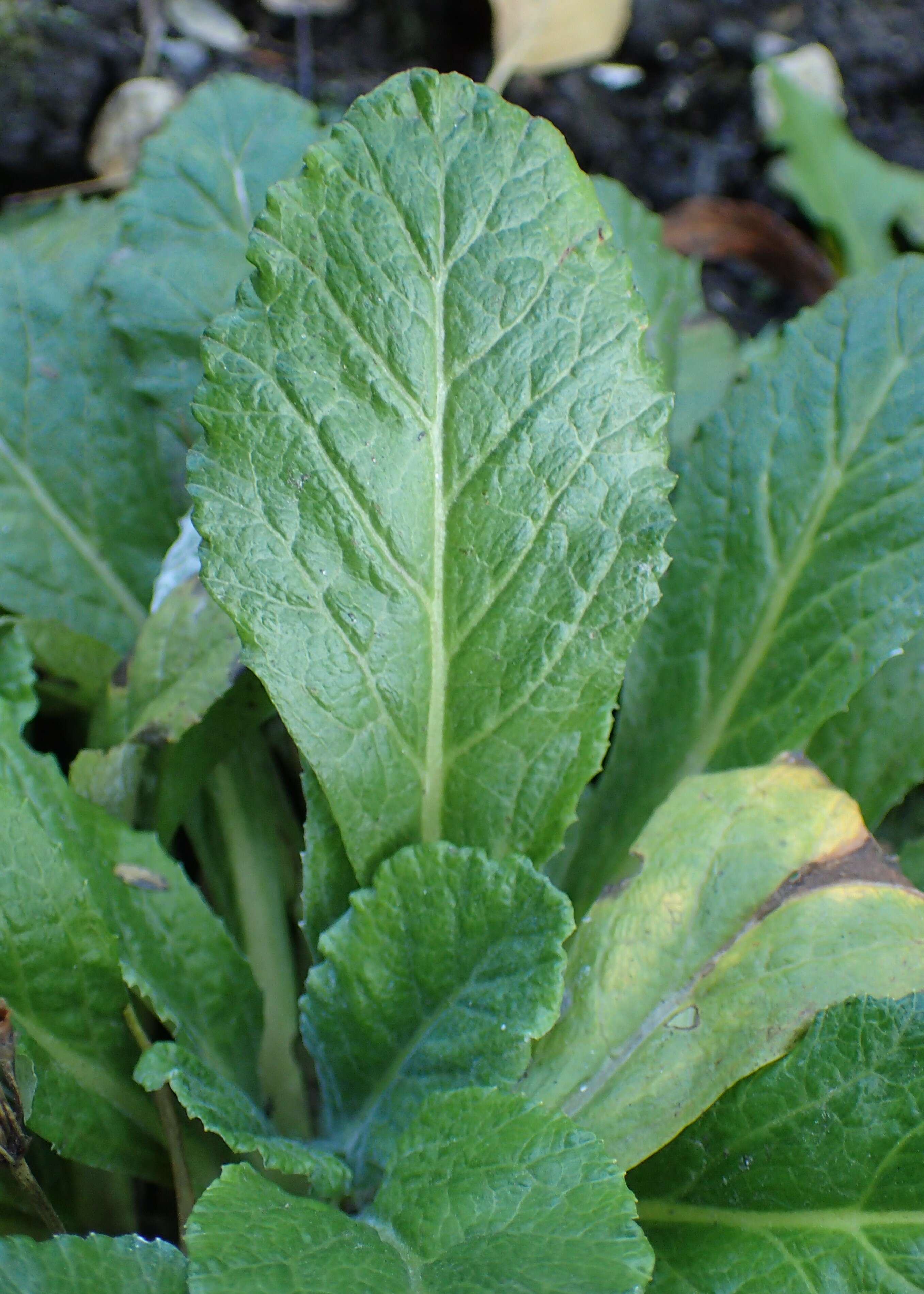 Plancia ëd Primula farinosa L.